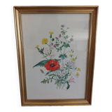 Botanical illustration of poppy