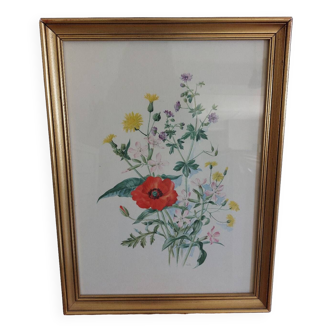 Botanical illustration of poppy