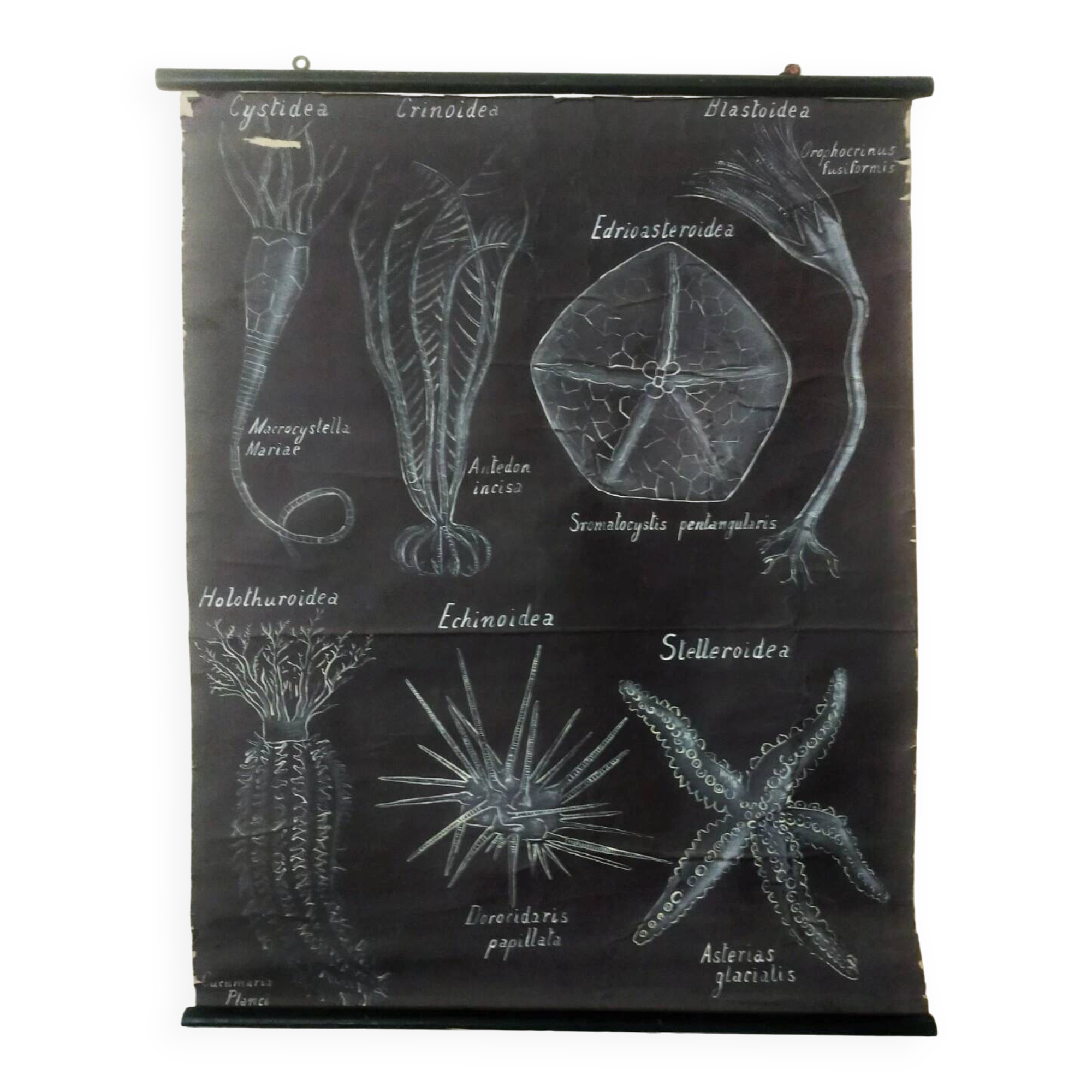 Rare educational grand tableau hand-drawn of extinct echinoderms, 19th century.
