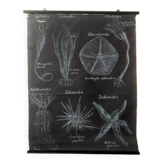 Rare educational grand tableau hand-drawn of extinct echinoderms, 19th century.