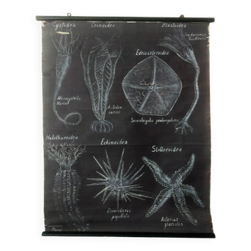 Rare educational grand tableau hand-drawn of extinct echinoderms, 19th century.