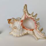 Shell Murex ramosus