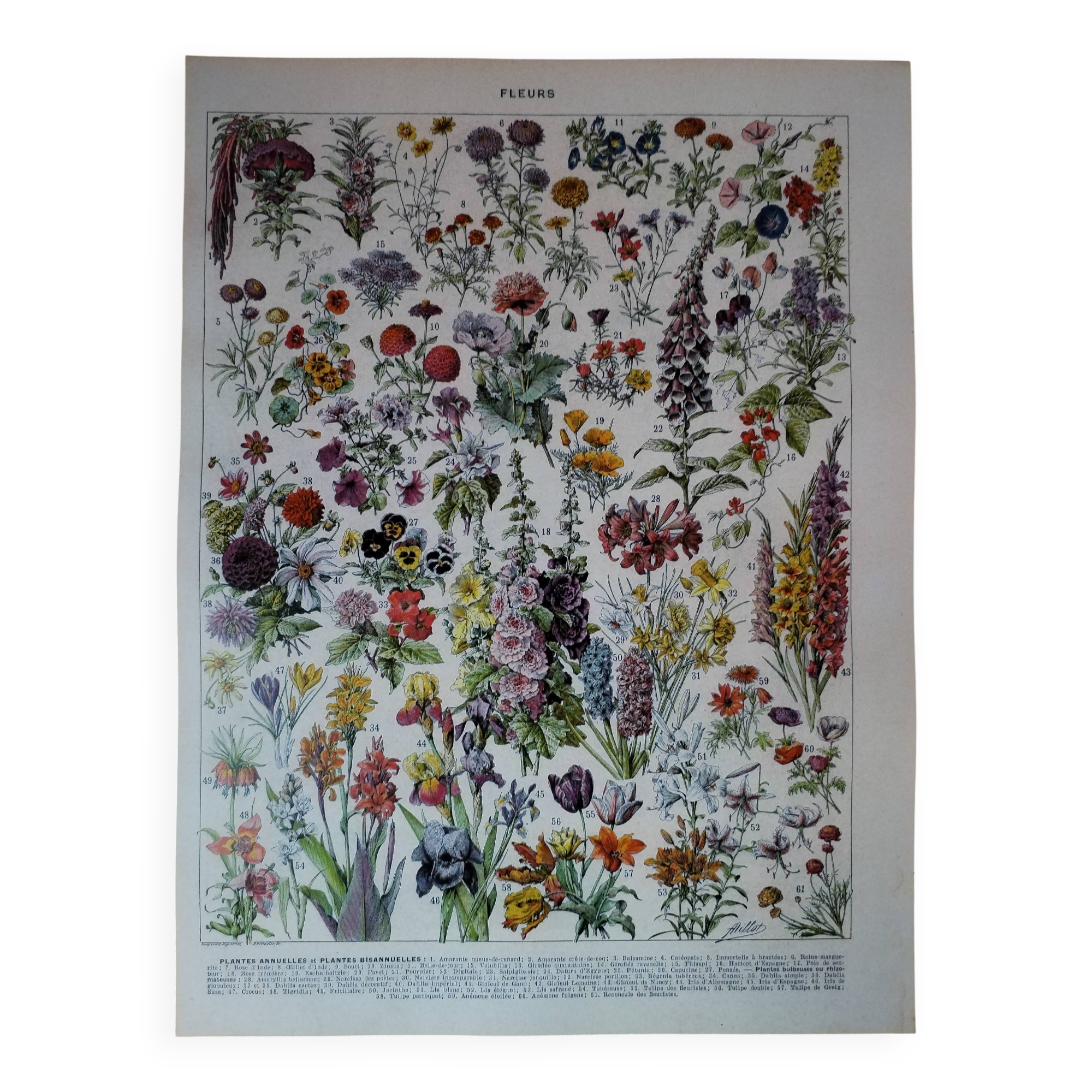 Original lithograph on flowers