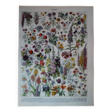 Original lithograph on flowers