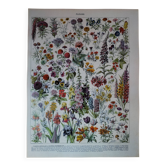 Original lithograph on flowers