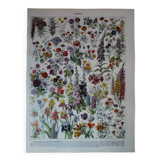 Original lithograph on flowers