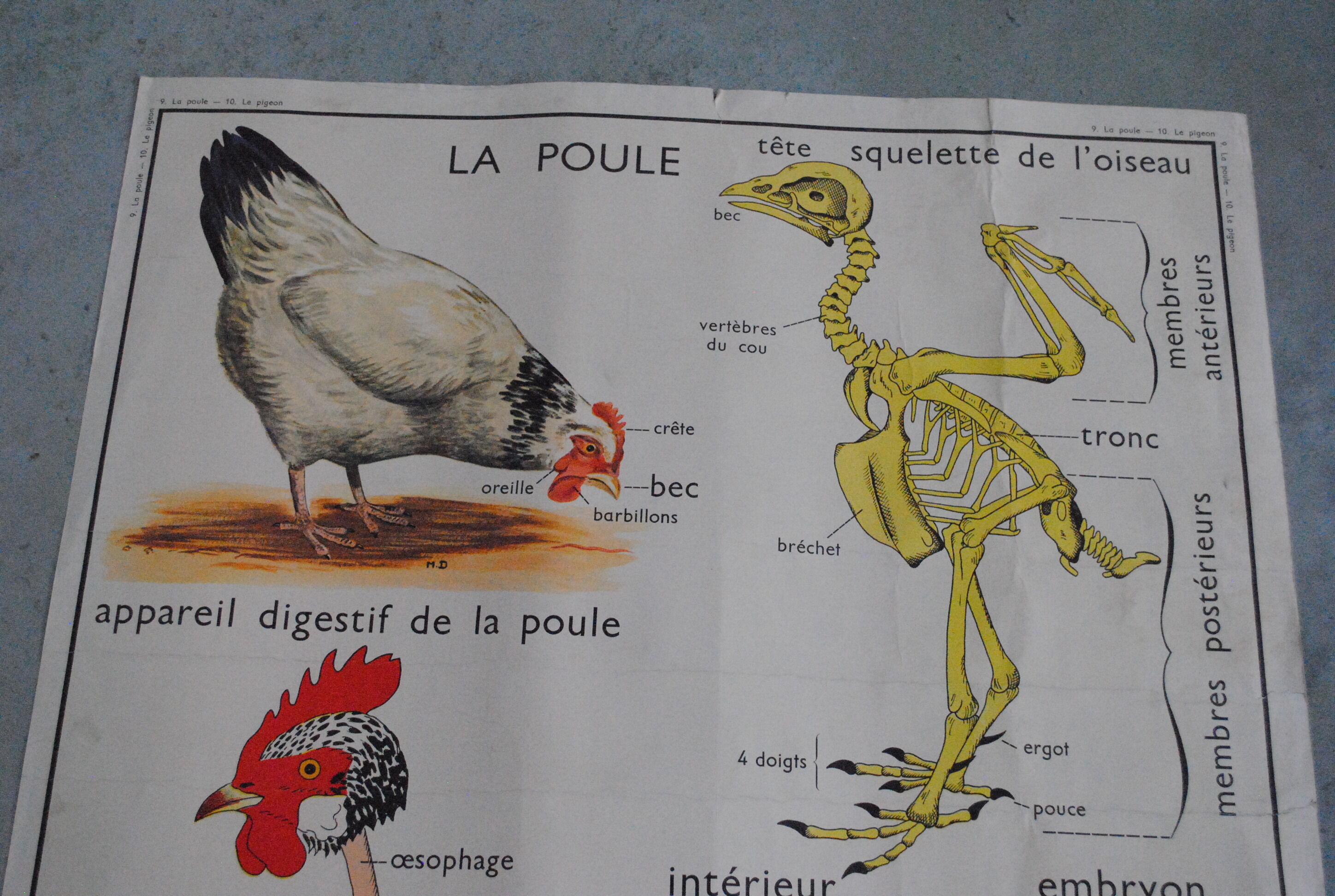 School map The hen and pigeon editions Rossignol