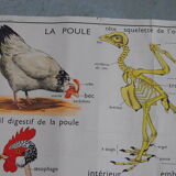 School map The hen and pigeon editions Rossignol