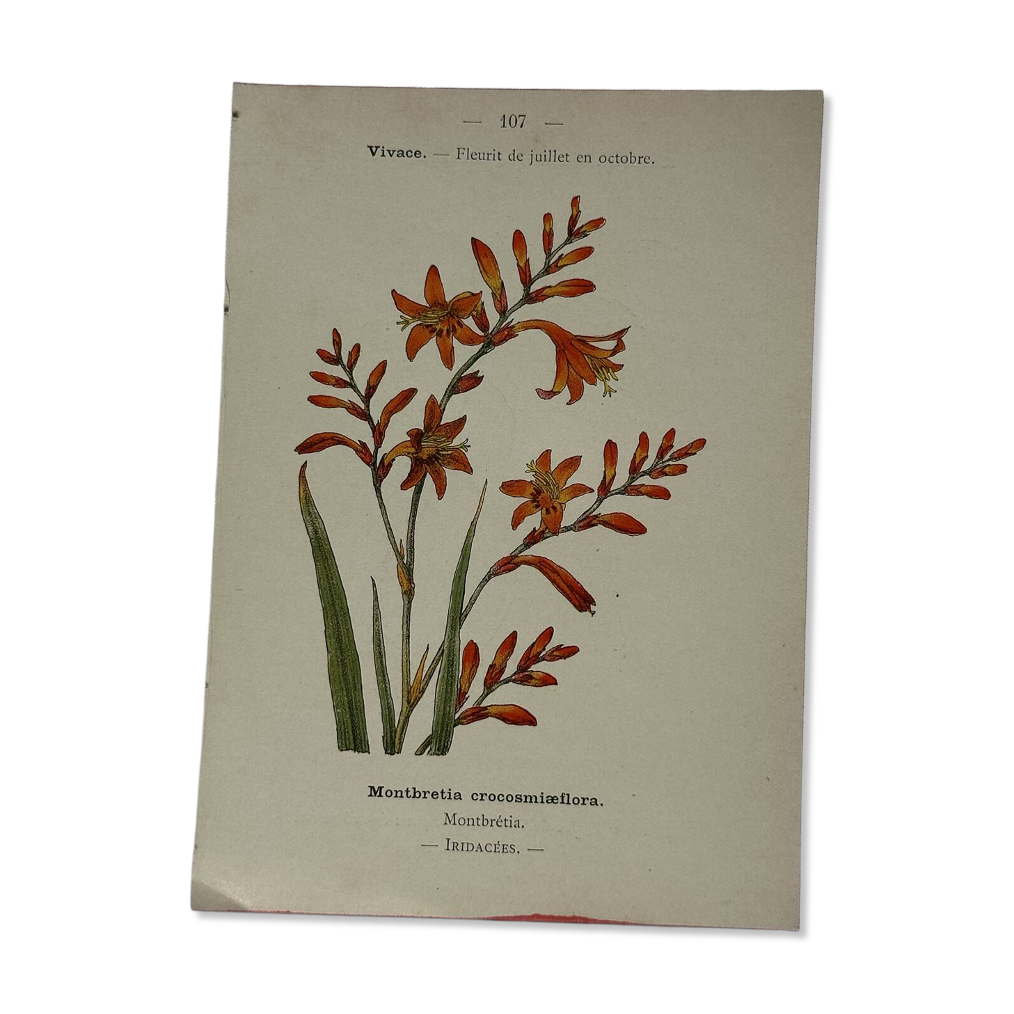 🌿 Botanical Plate Old Naturalist Engraving 19th Century Double-Sided A