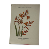 Planche botanique, gravure naturaliste, 19ème