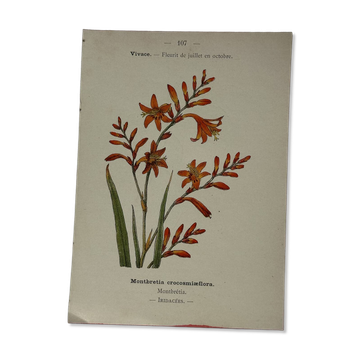 🌿 Botanical Plate Old Naturalist Engraving 19th Century Double-Sided A