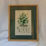 Old botanical plate, framed, representing a cotton plant with vine flowers.