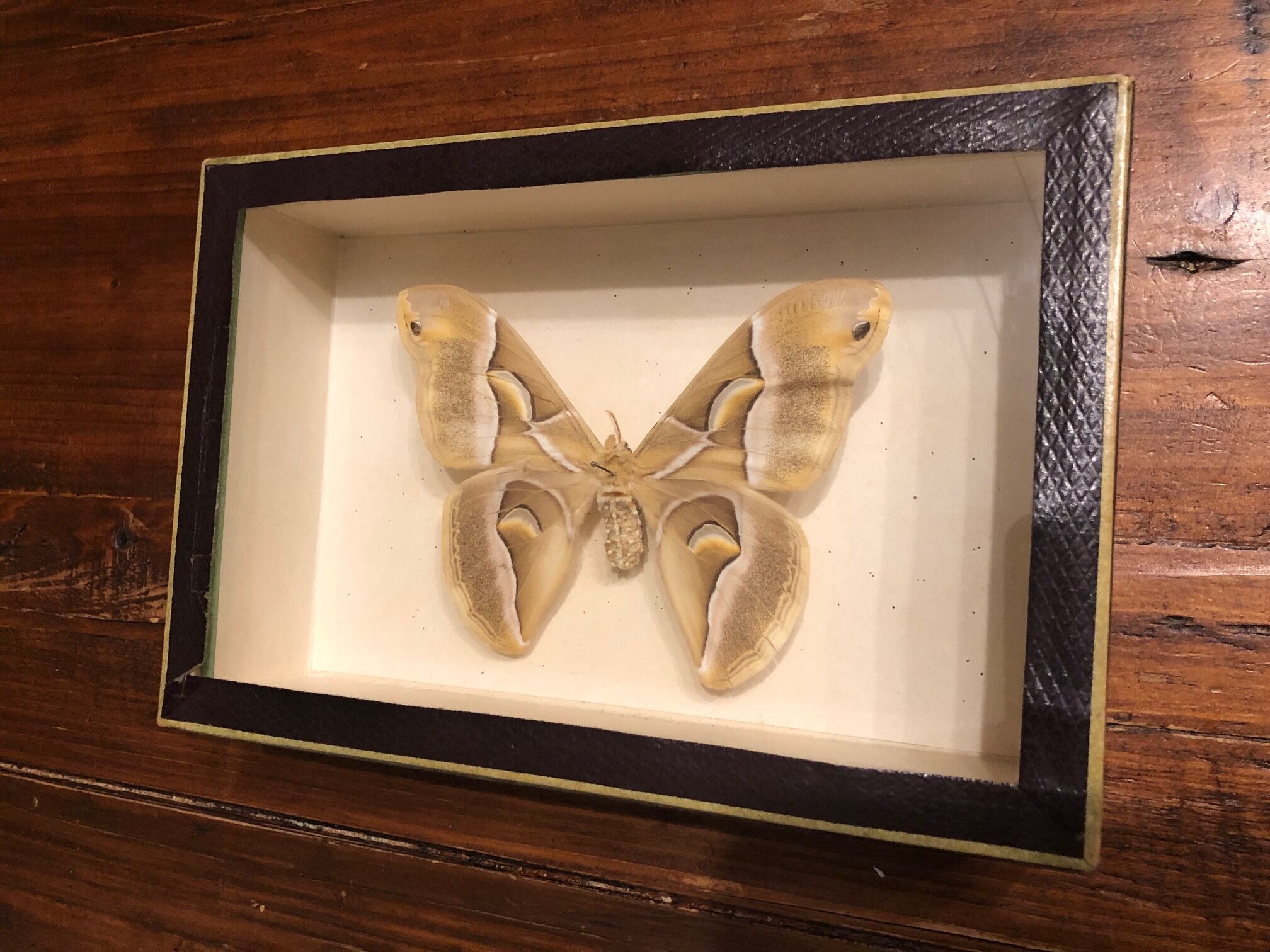 Naturalized butterfly frame