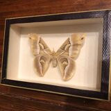 Naturalized butterfly frame