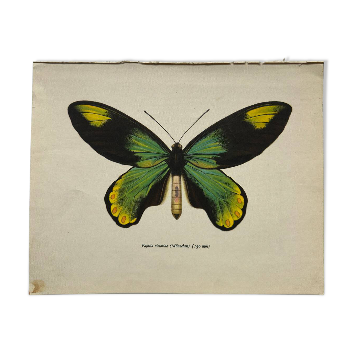 Botanical naturalist plate butterfly old engraving