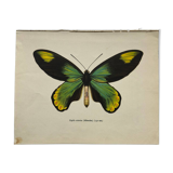 Botanical naturalist plate butterfly old engraving