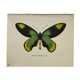 Botanical naturalist plate butterfly old engraving