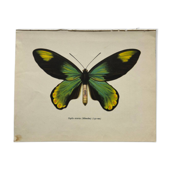Botanical naturalist plate butterfly old engraving