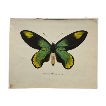 Planche naturaliste botanique papillon gravure ancienne