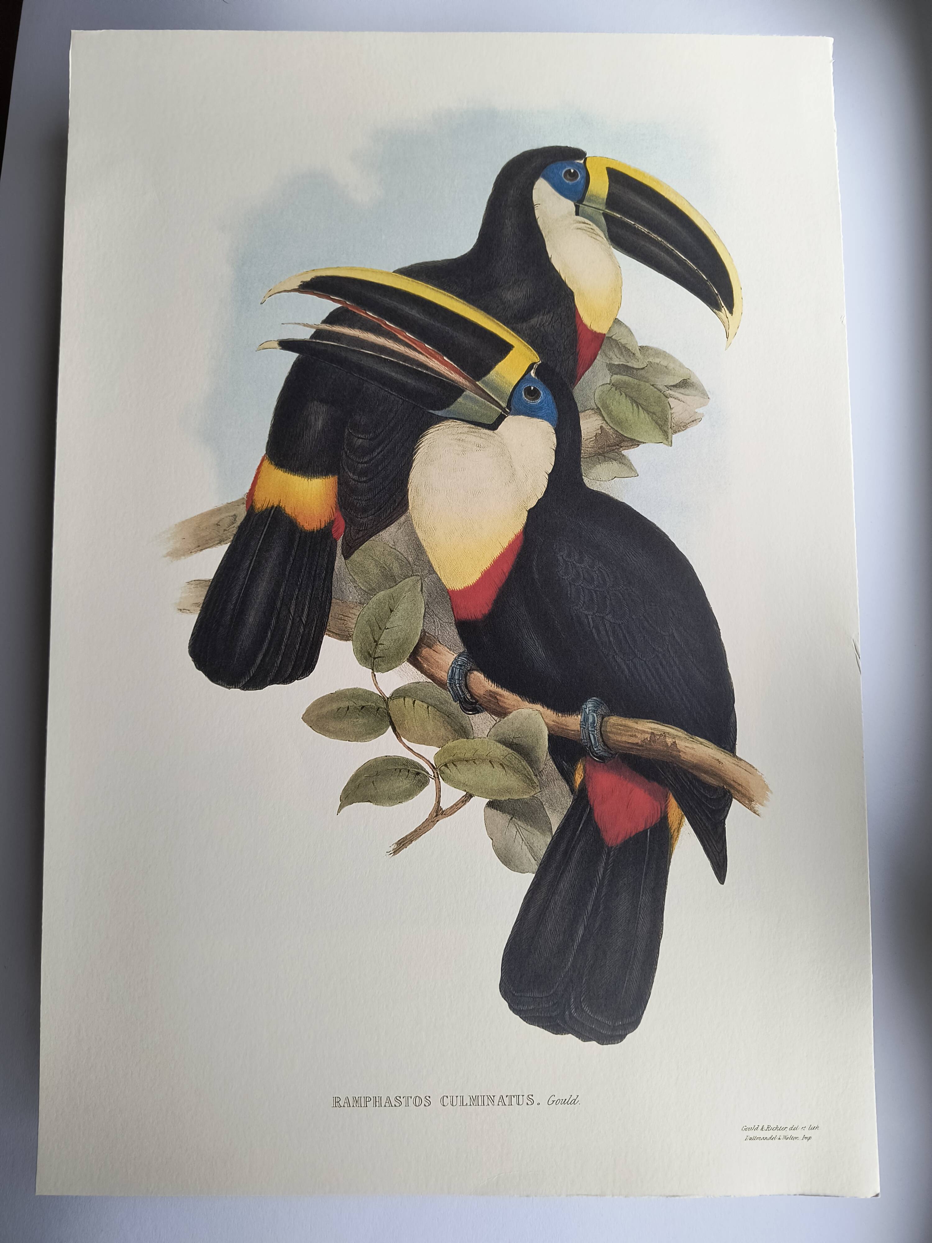 Illustration vintage - Toucan Culminatus - par J.Gould - planche oiseau