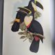 Vintage illustration - Toucan Culminatus - by J. Gould - bird plate
