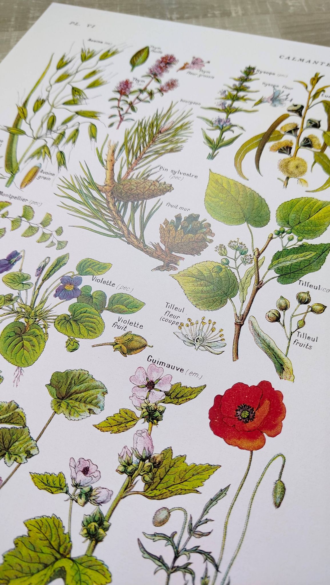 Affiche sur les plantes calmantes, d'après une lithographie de 1928