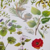 Poster on calming plants, based on a 1928 lithograph