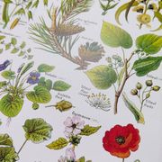 Affiche sur les plantes calmantes, d'après une lithographie de 1928