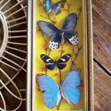 Three vintage butterfly frames