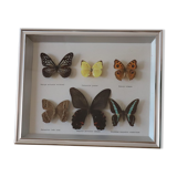 Frame of 6 naturalized butterflies