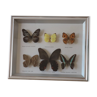 Frame of 6 naturalized butterflies