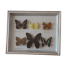 Frame of 6 naturalized butterflies