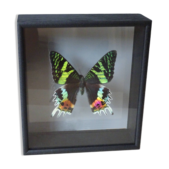 Naturalized butterfly frame: Urania riphéus (Madagascar)