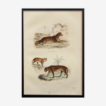 Vintage animal engraving illustration - 1850