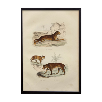 Illustration gravure animal vintage - 1850