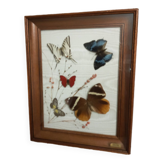 cadre papillons naturalisès