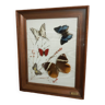 naturalized butterflies frame