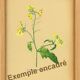 Old illustration 1948 - Daisy by H. Strache - Meadow flower