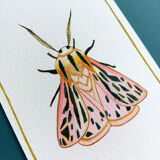 Arge moth - insect series - cabinet of curiosities