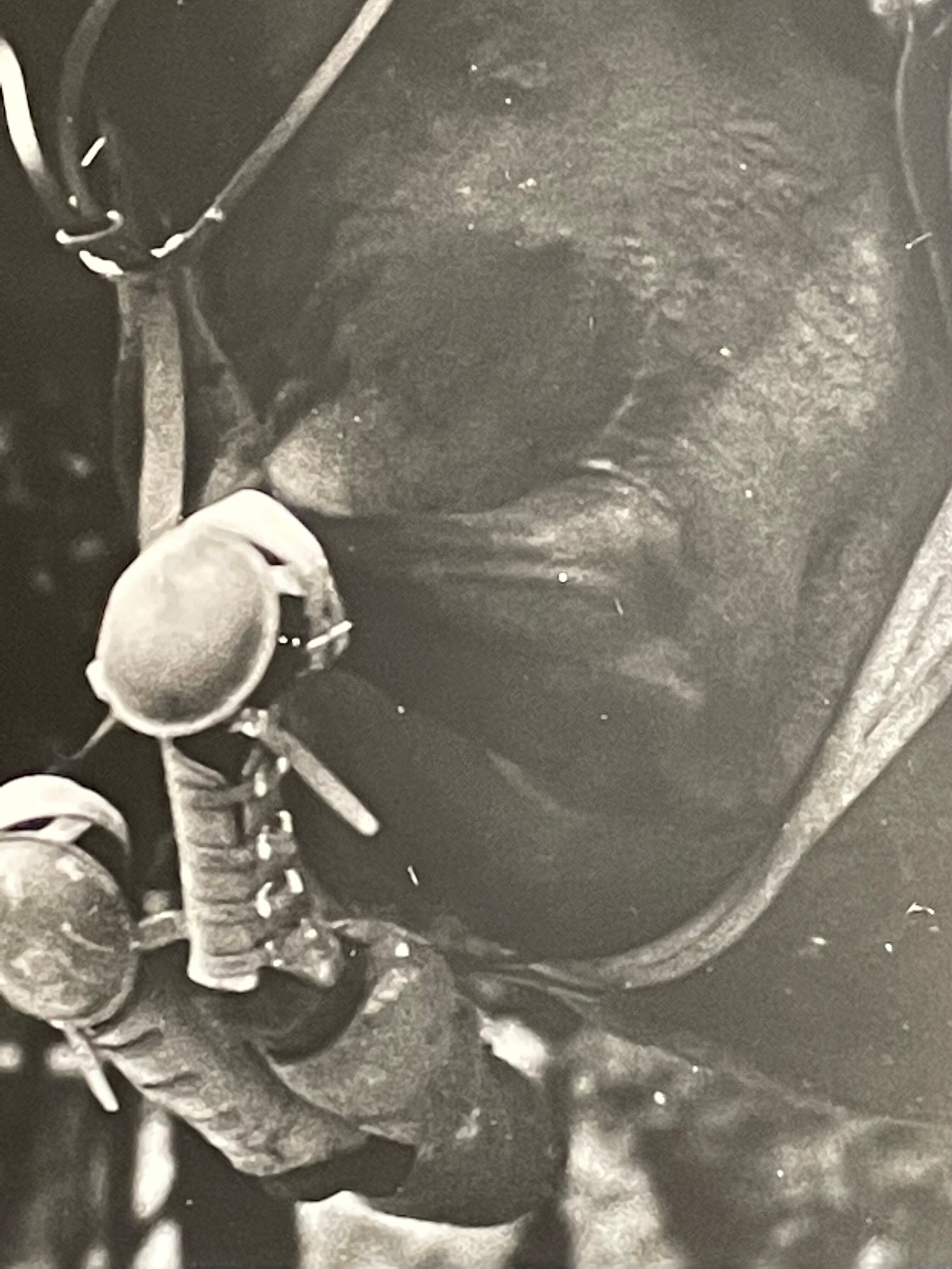 Photograph black and white silver print circa 1970 riding competition