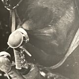 Photograph black and white silver print circa 1970 riding competition