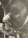 Photograph black and white silver print circa 1970 riding competition