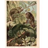 Old engraving from 1904 - Chameleons - chromolithograph zoology plate