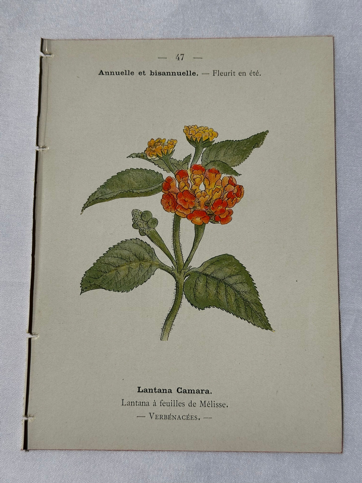 🌿 Botanical Plate Old Naturalist Engraving 19th Century Double-Sided