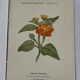 🌿 Botanical Plate Old Naturalist Engraving 19th Century Double-Sided