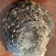 Lot of 8 old collectible shells - cabinet of curiosity