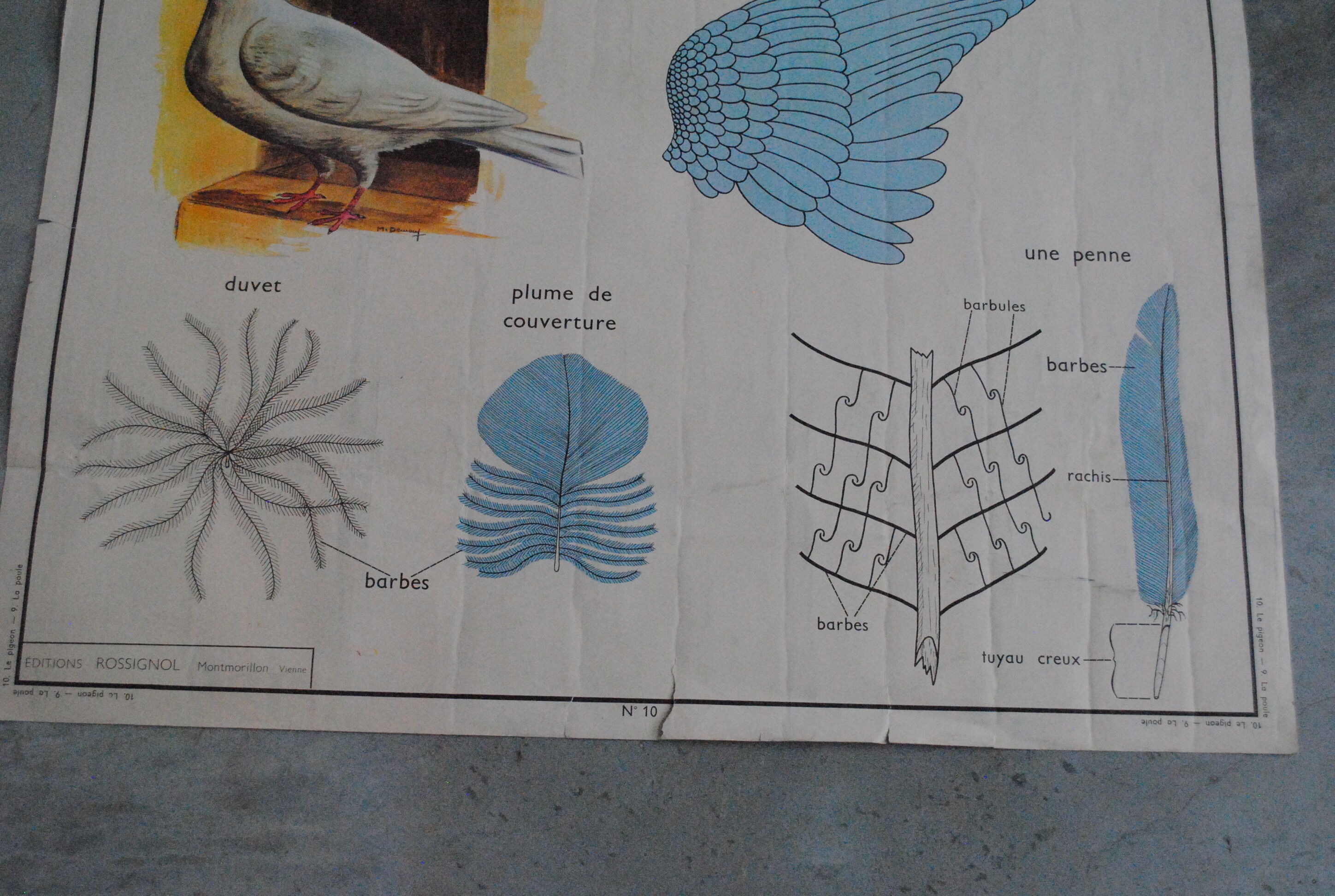 School map The hen and pigeon editions Rossignol