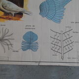 School map The hen and pigeon editions Rossignol