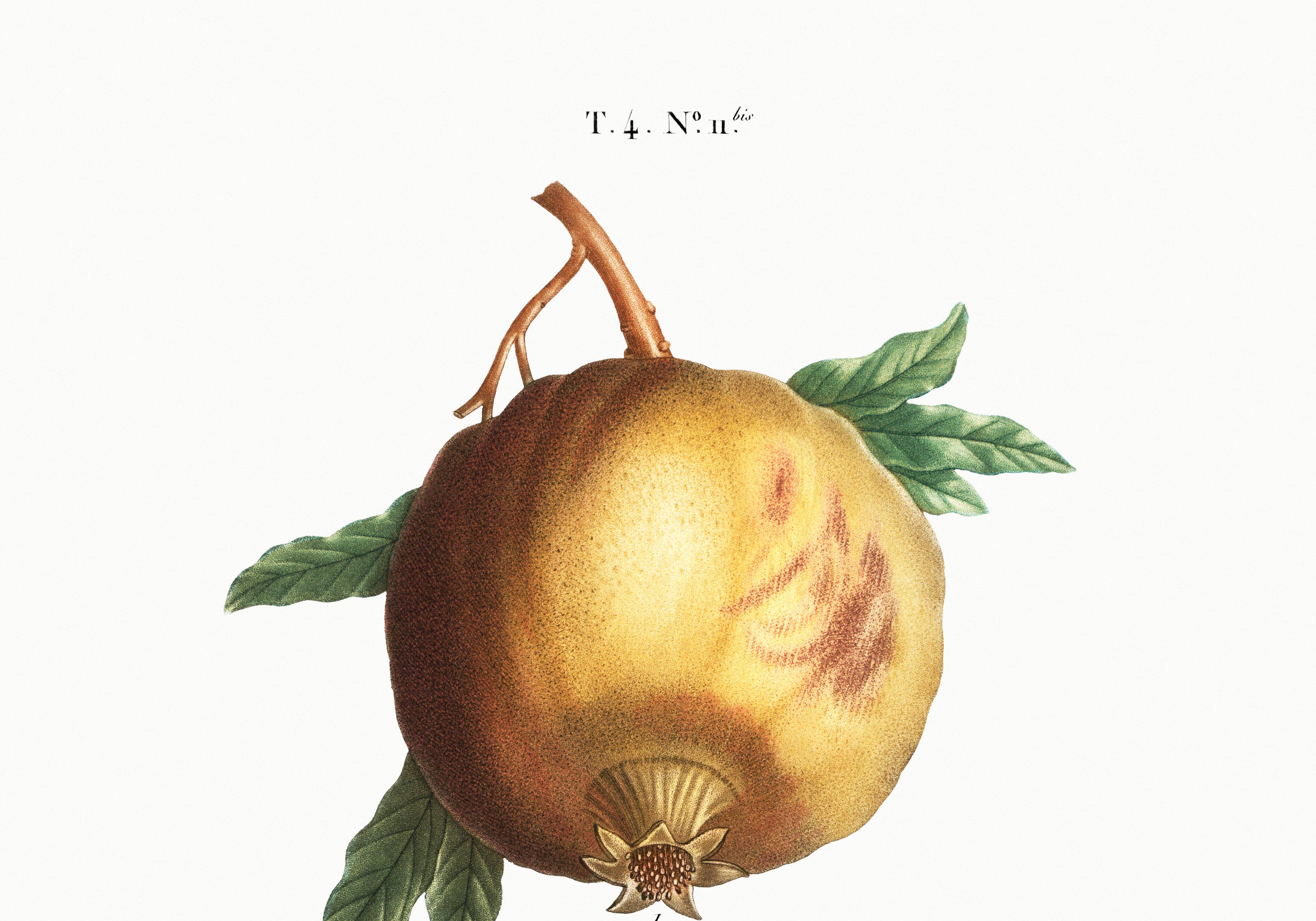 Poster about the Grenadier, after an engraving from 1802