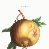 Poster about the Grenadier, after an engraving from 1802